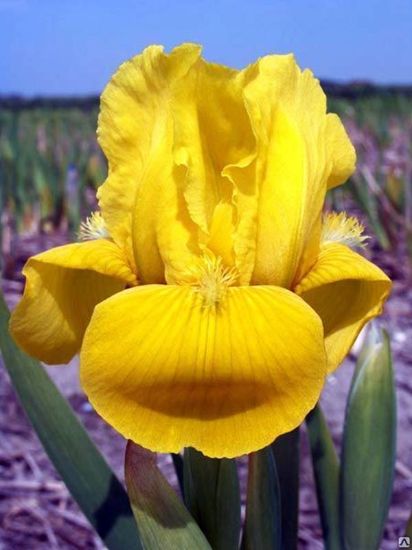   Iris pumila Brassie 