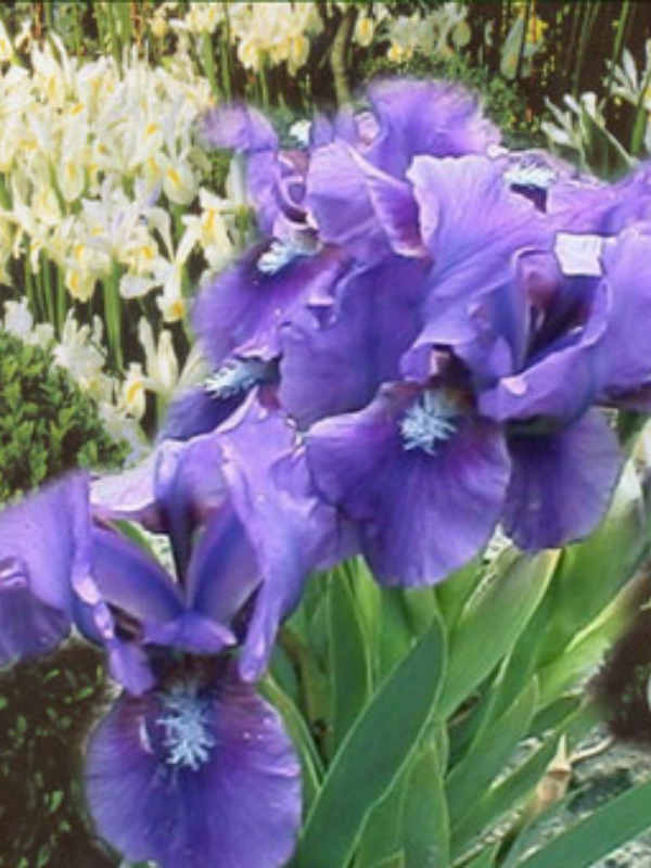  Iris pumila Bunbury Ruffles 