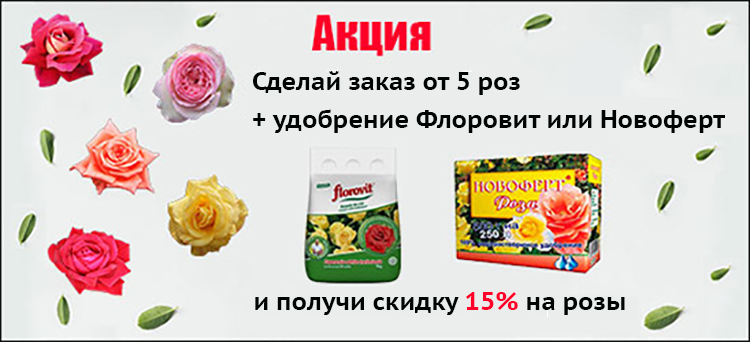 Акция. Скидка 15% на розы. Акция. Скидка 15% на розы.