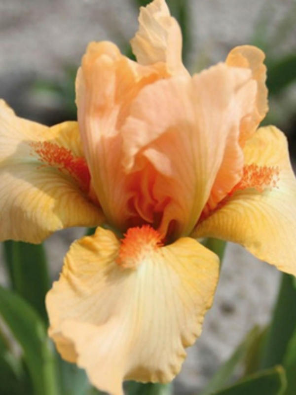   Iris pumila Tickled Peach 