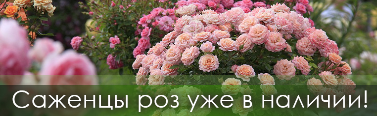 Саженцы роз уже в наличии Саженцы роз уже в наличии