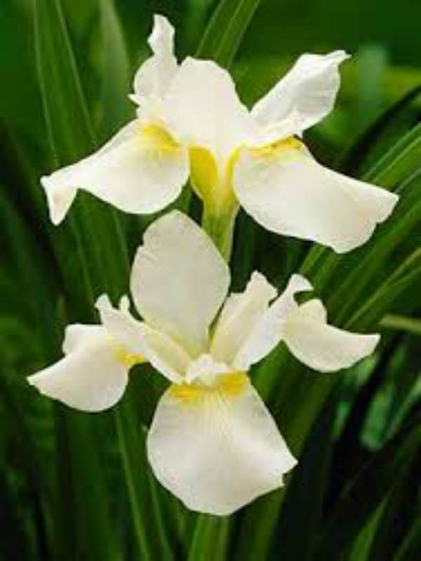   Iris sibirica White Swirl 