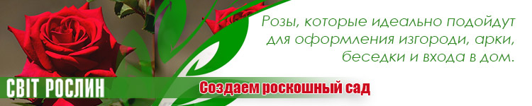 5 идей для оформления сада роз 5 идей для оформления сада роз
