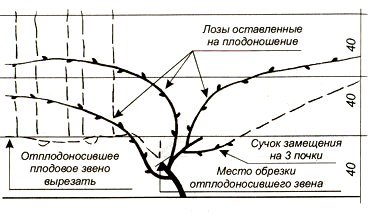 vino11.jpg vino11.jpg