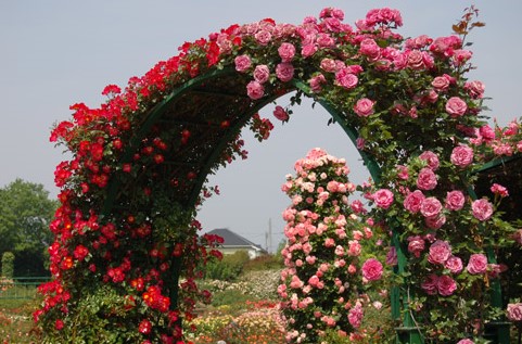 rose.jpg rose.jpg