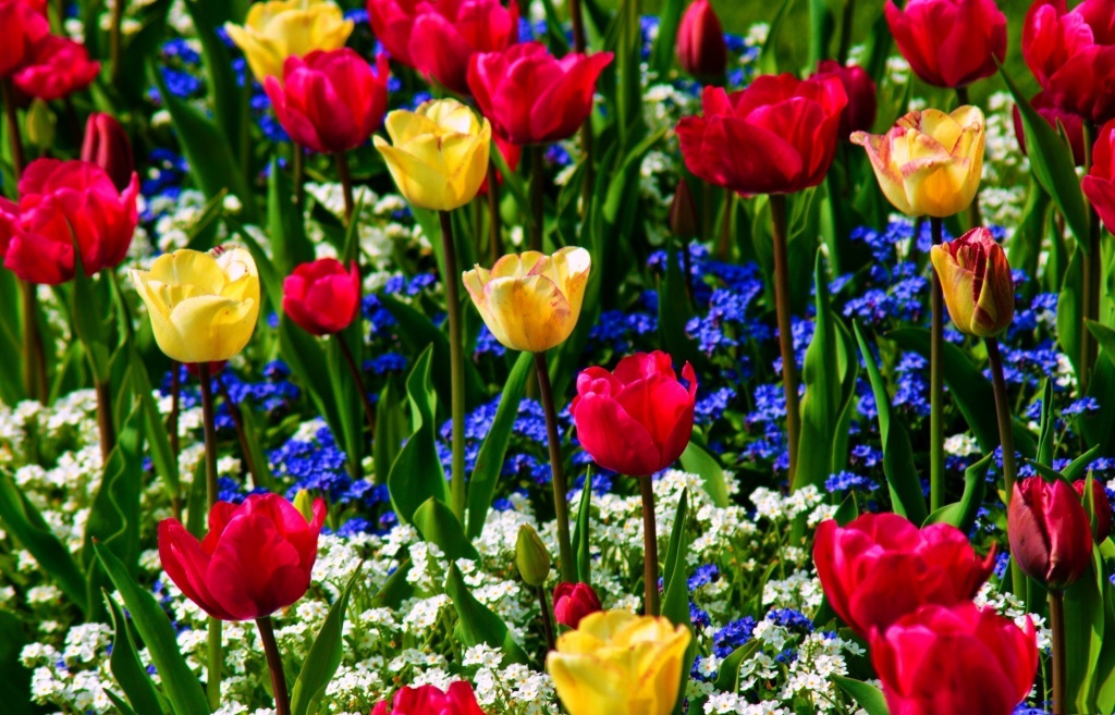 Nature_Flowers_Multi-colored_tulips_with_forget-me-nots_036245_.jpg