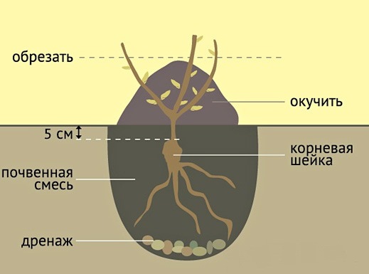 посадка роз схема.jpg посадка роз схема.jpg