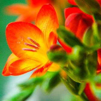 Freesia2-09.jpg Freesia2-09.jpg