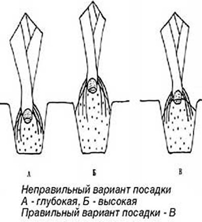 Посадка корневых ирисов..jpg Посадка корневых ирисов..jpg