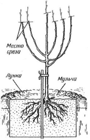 Правила посадки вишни.jpg Посадка вишни.jpg
