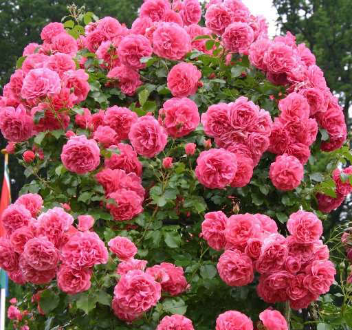Rosarium_Uetersen.jpeg Rosarium_Uetersen.jpeg