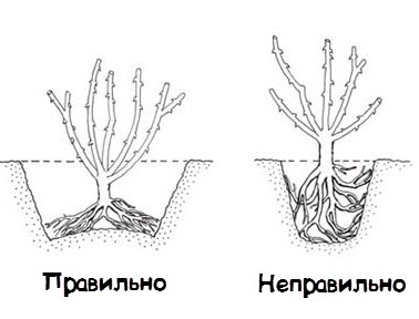 Rozy-posadka.jpg Rozy-posadka.jpg