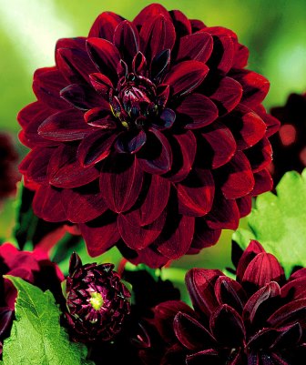 Dahlias_16.jpg Dahlias_16.jpg