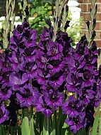    (Purple Flora) 10/12