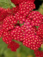  () Millefolium Red Velvet