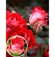 Роза бордюрная Красно-белая (Red-white)