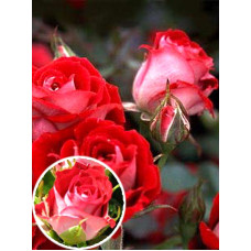 Роза бордюрная Красно-белая (Red-white)