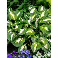 Хоста Undulata Mediovariegata (1 шт)