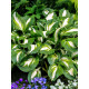 Хоста Undulata Mediovariegata (1 шт)