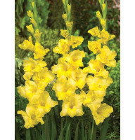 Гладиолус Limoncello 12/14 (3 шт)