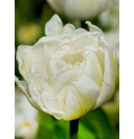 Тюльпан махровий Ап Вайт (Up White) 11/12