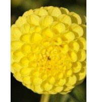 Жоржина Deepest Yellow 