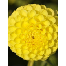 Жоржина Deepest Yellow 