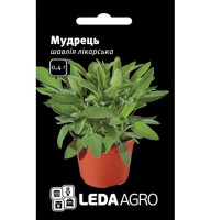 Насіння Шавлія лікарська Мудрець 0,4 г LedaAgro