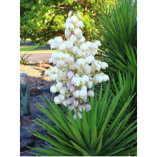 Юкка (Yucca)