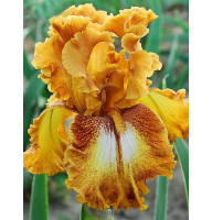 Ирис germanica Brown Spotted Yellow
