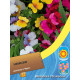 Семена Немезия 0,15 г MoravoSeed