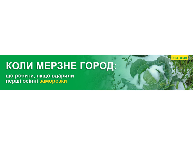 Когда мерзнет огород: что делать, если ударили первые осенние заморозки