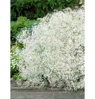 Гипсофила Paniculata white (1 шт)
