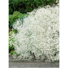 Гипсофила Paniculata white (1 шт)