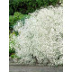 Гіпсофіла Paniculata white (1 шт)
