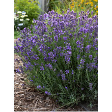 Лаванда вузьколиста Hidcote Superior С2