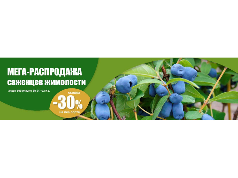 Мега-розпродаж саджанців жимолості