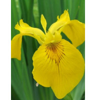 Ірис Royal Yellow 6/7
