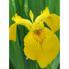 Ірис Royal Yellow 6/7