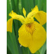 Ірис Royal Yellow 6/7