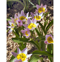 Тюльпан ботанічний Саксатіліс (Saxatilis) 5+
