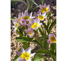 Тюльпан ботанический Саксатилис (Saxatilis) 5+