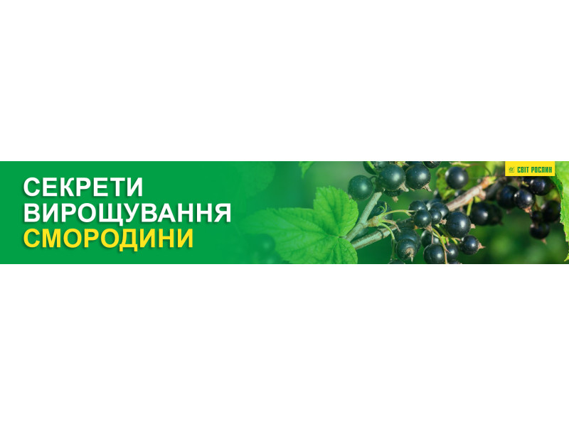 Секрети вирощування смородини