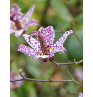 Трициртис Purple Spotted (Пёрпл Споттед) (1 шт)
