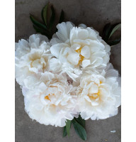 Пион Гардения (Gardenia) 1/2
