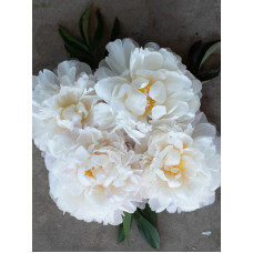 Півонія Гарденія (Gardenia) 1/2