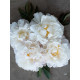 Пион Гардения (Gardenia) 1/2