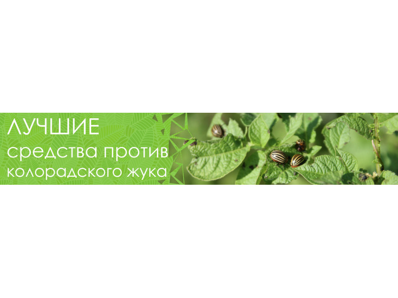 Обзор лучших средств от колорадского жука