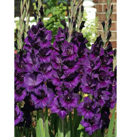 Гладиолус Перпл Флора (Purple Flora) 10/12