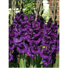 Гладіолус Перпл Флора (Purple Flora) 10/12